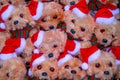 Christmas dog teddybears