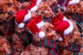 Christmas dog teddybears