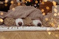 CHRISTMAS DOG. TWO PUPPIES COVERED WITH A BEIGE BLANKET SHOWING THE NOSE AND THE CHRISTMAS TREE LIGHTS LIKE BACKGROUND