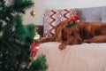 Christmas dog wearing a Santa Claus hat. In the foreground is a Christmas tree. Royalty Free Stock Photo