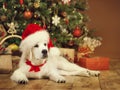 Christmas dog, white puppy retriever in santa hat, xmas tree