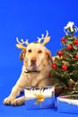 Christmas dog2 Royalty Free Stock Photo