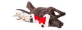 Christmas Dogs and Cat Lying Together Banner Royalty Free Stock Photo