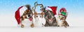 Christmas Dogs and Cats Over White Web Header Royalty Free Stock Photo