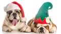 Christmas dogs