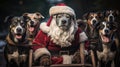 Christmas Dogs Dressed in Santa Costumes for Holiday Merriment