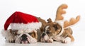 Christmas dogs Royalty Free Stock Photo