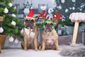 Christmas dogs. Pair of French Bulldogs dressed up with festive Santa hat and reindeer antler headband t