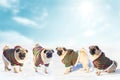 Christmas dogs wear uniform elf. Group pugs over winter background. Copy space