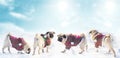 Christmas dogs wear uniform elf. Group pugs over winter background. Copy space