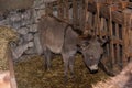 Christmas donkey in stable