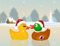 Christmas ducks Royalty Free Stock Photo