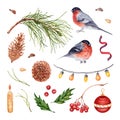 Christmas elements collection. Pine branch, cones, nuts and seeds. Bullfinch, holly, rowan berries, ribbon, ball and tree lights.