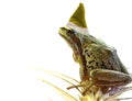 Christmas Elf Tree Frog Sitting on Stalk of Wheat