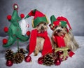 Christmas elf yorkshire terrier dogs Royalty Free Stock Photo