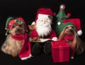 Christmas elf yorkshire terrier dogs Royalty Free Stock Photo