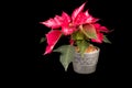 Christmas Eve Flower on black background Royalty Free Stock Photo