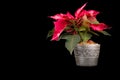 Christmas Eve Flower on black background Royalty Free Stock Photo