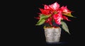 Christmas Eve Flower on black background Royalty Free Stock Photo