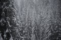 Christmas evergreen pine tree covered with fresh snow Royalty Free Stock Photo