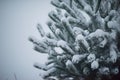 Christmas evergreen pine tree covered with fresh snow Royalty Free Stock Photo