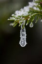 Christmas evergreen pine tree covered with fresh snow Royalty Free Stock Photo