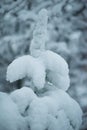 Christmas evergreen pine tree covered with fresh snow Royalty Free Stock Photo