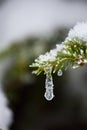 Christmas evergreen pine tree covered with fresh snow Royalty Free Stock Photo