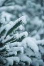 Christmas evergreen pine tree covered with fresh snow Royalty Free Stock Photo