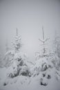 Christmas evergreen pine tree covered with fresh snow Royalty Free Stock Photo