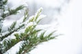 Christmas evergreen spruce tree with fresh snow on white