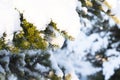 Christmas evergreen spruce tree with fresh snow on white Royalty Free Stock Photo