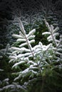 Christmas evergreen spruce tree with fresh snow on white Royalty Free Stock Photo