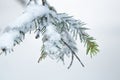 Christmas evergreen spruce tree with fresh snow on white Royalty Free Stock Photo