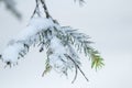 Christmas evergreen spruce tree with fresh snow on white Royalty Free Stock Photo