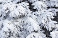 Christmas evergreen spruce tree with fresh snow on white. Christmas background Royalty Free Stock Photo