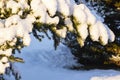 Christmas evergreen spruce tree with fresh snow on white Royalty Free Stock Photo