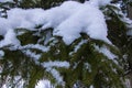 Christmas evergreen spruce tree with fresh snow on white Royalty Free Stock Photo