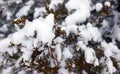 Christmas evergreen spruce tree with fresh snow on white. Selective focus Royalty Free Stock Photo