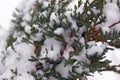 Christmas evergreen spruce tree with fresh snow on white. Selective focus Royalty Free Stock Photo