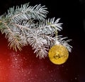 Christmas evergreen spruce tree with snow and gold glass ball. Royalty Free Stock Photo