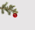 Christmas evergreen spruce tree with snow and red glass ball Royalty Free Stock Photo