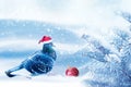 Christmas fabulous image. A dove in a santa claus hat decorates a Christmas tree in a winter magic forest. New Year card.