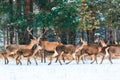 Christmas fairytale. Winter wildlife landscape with noble deers during snowstorm. Artistic winter christmas nature image. Many Royalty Free Stock Photo