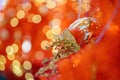 Christmas fake poinsettia flower flower decoration with blur bokeh background Royalty Free Stock Photo