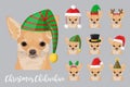 Christmas festive chihuahua dog wearing celebration hats