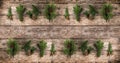 Christmas fir branch, spruce, juniper, fir, larch, pine cones on wooden background. Xmas and New Year theme.