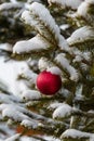 Christmas fir tree branch covered with snow and decorated with red bauble outdoors, vertical shot Royalty Free Stock Photo