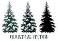 Christmas Fir Tree