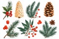Christmas Fir tree and pine branches, along with cones and winter florals, make up this object collection Royalty Free Stock Photo